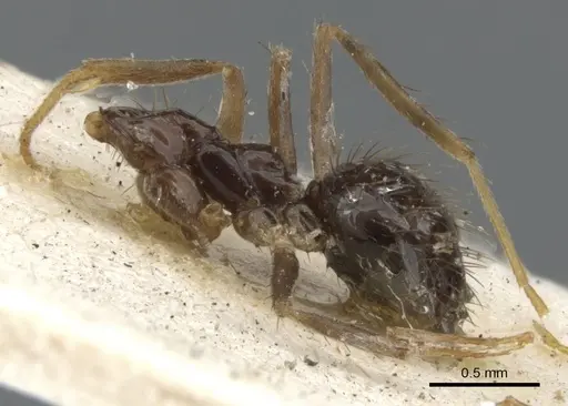 Nylanderia mexicana - CASENT0903135