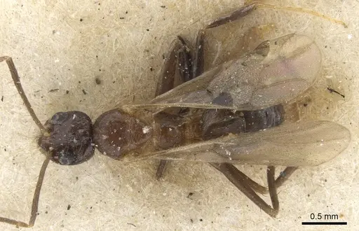 Nylanderia mexicana - CASENT0903136