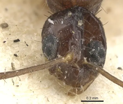 Nylanderia mexicana - CASENT0903136