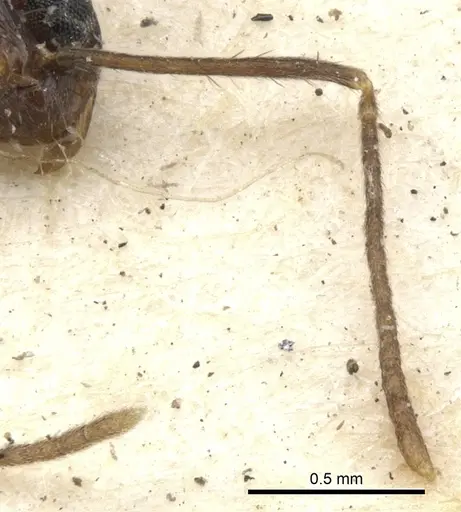 Nylanderia mexicana - CASENT0903136