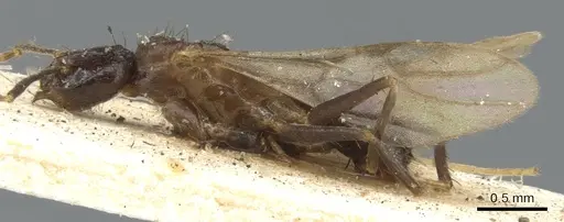 Nylanderia mexicana - CASENT0903136