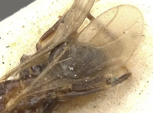 Nylanderia mexicana - CASENT0903136