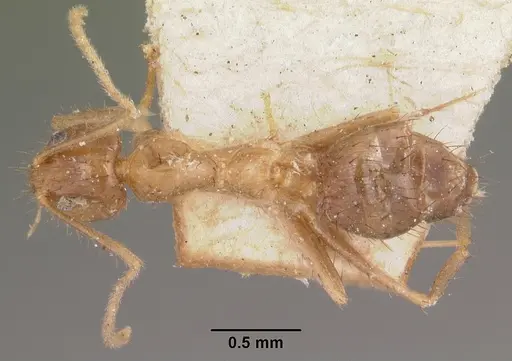 Nylanderia mixta specimen