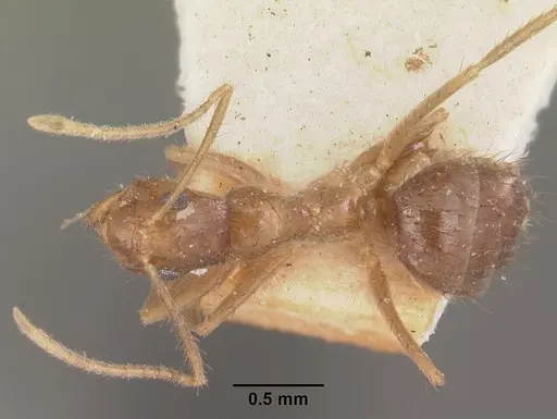 Nylanderia mixta - CASENT0101314