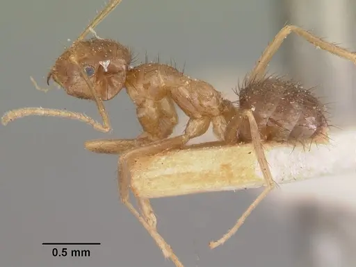 Nylanderia mixta - CASENT0101314