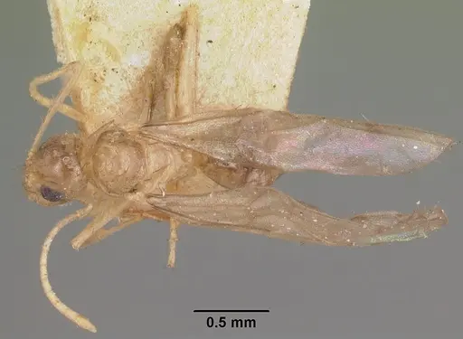 Nylanderia mixta - CASENT0101863