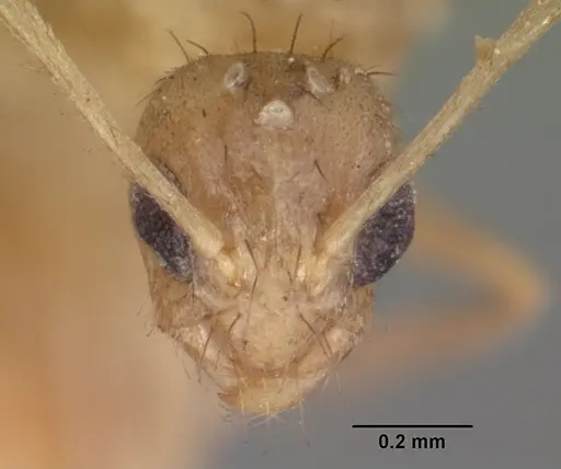 Nylanderia mixta - CASENT0101863