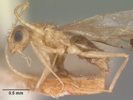 Nylanderia mixta - CASENT0101863