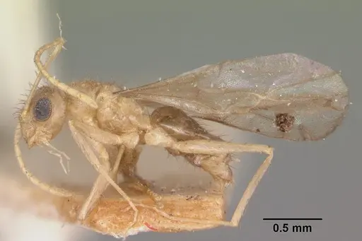 Nylanderia mixta - CASENT0101863