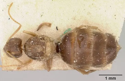 Nylanderia mixta - CASENT0101983