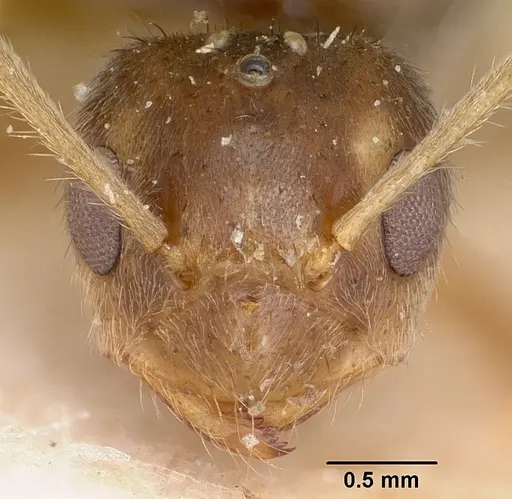 Nylanderia mixta - CASENT0101983