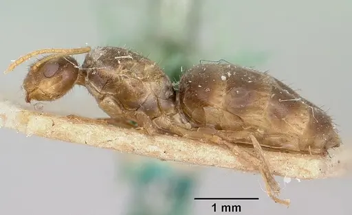 Nylanderia mixta - CASENT0101983