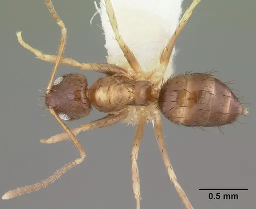 Nylanderia mixta - CASENT0102978