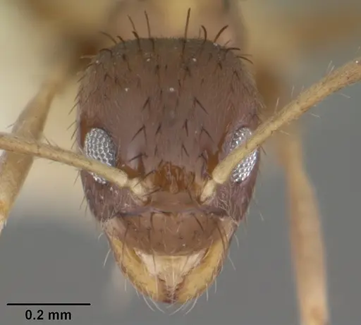 Nylanderia mixta - CASENT0102978