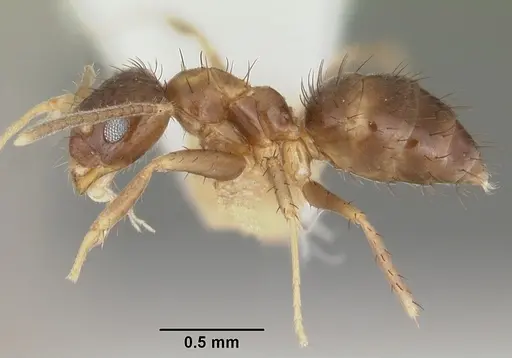 Nylanderia mixta - CASENT0102978