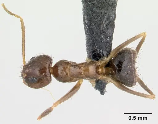 Nylanderia mixta - CASENT0137065