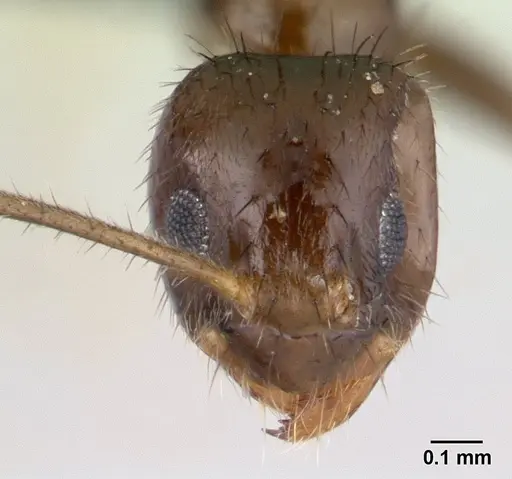 Nylanderia mixta - CASENT0137065