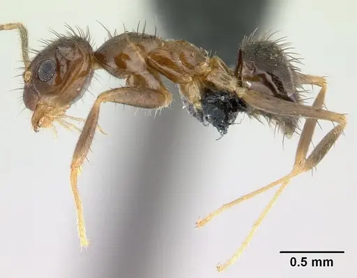 Nylanderia mixta - CASENT0137065