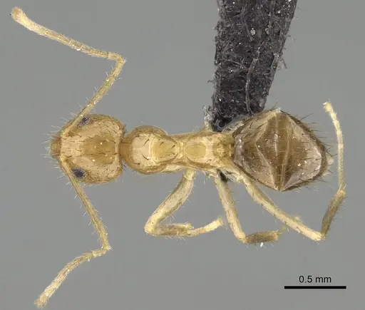 Nylanderia mixta - CASENT0145346