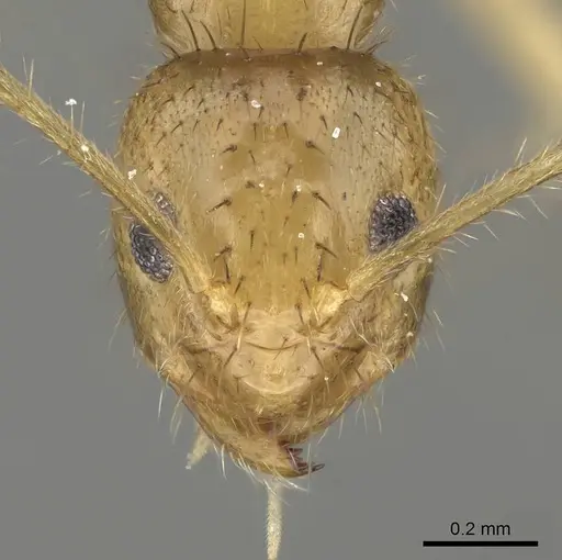 Nylanderia mixta - CASENT0145346