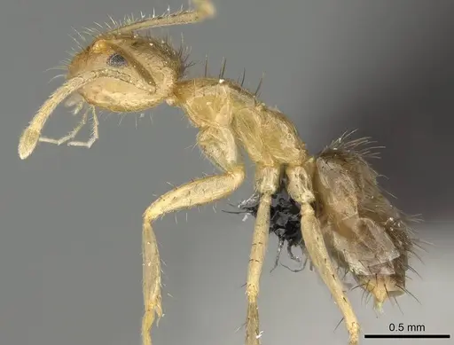 Nylanderia mixta - CASENT0145346