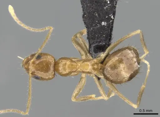 Nylanderia mixta - CASENT0145386