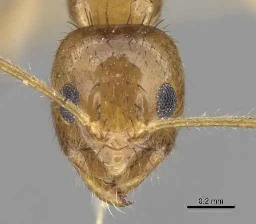 Nylanderia mixta - CASENT0145386