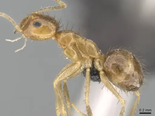 Nylanderia mixta - CASENT0145386