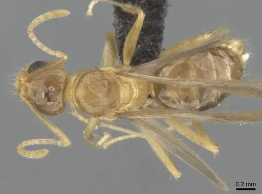 Nylanderia mixta - CASENT0145399