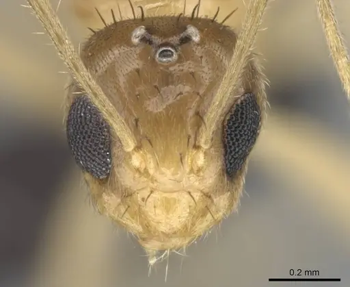 Nylanderia mixta - CASENT0145399