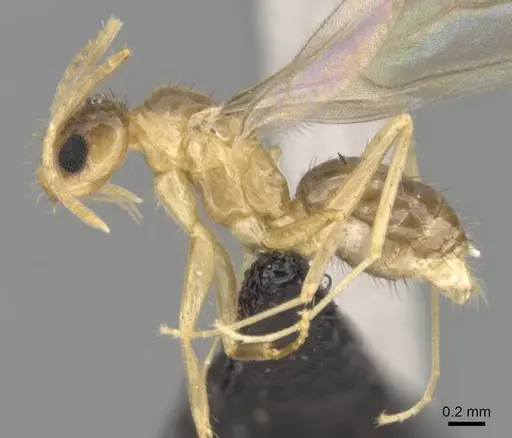 Nylanderia mixta - CASENT0145399