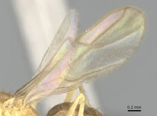 Nylanderia mixta - CASENT0145399