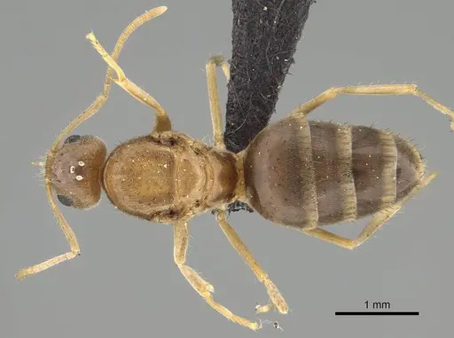 Nylanderia mixta - CASENT0158935