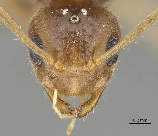 Nylanderia mixta - CASENT0158935