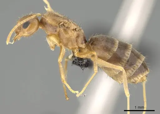 Nylanderia mixta - CASENT0158935