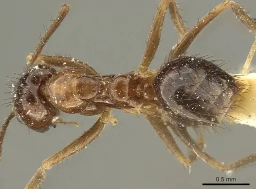 Nylanderia nodifera specimen