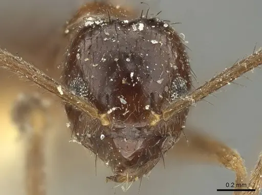 Nylanderia nodifera specimen