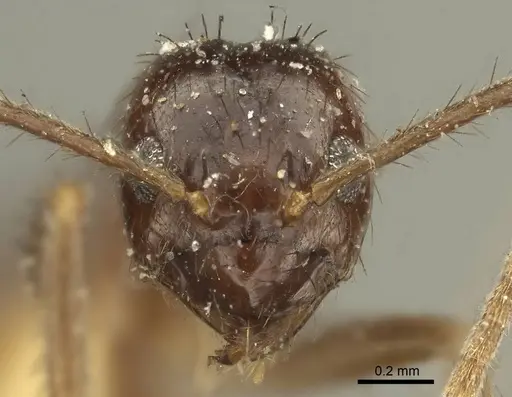 Nylanderia nodifera specimen