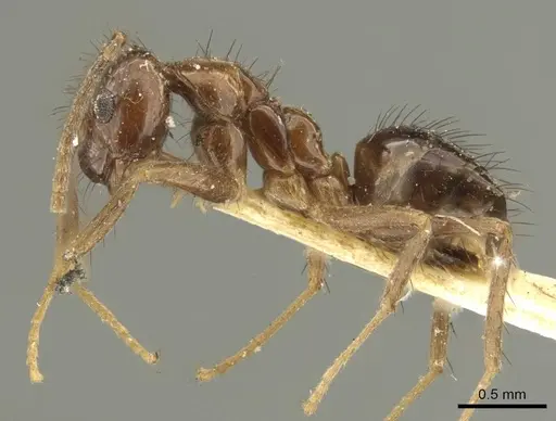 Nylanderia nodifera - CASENT0915726