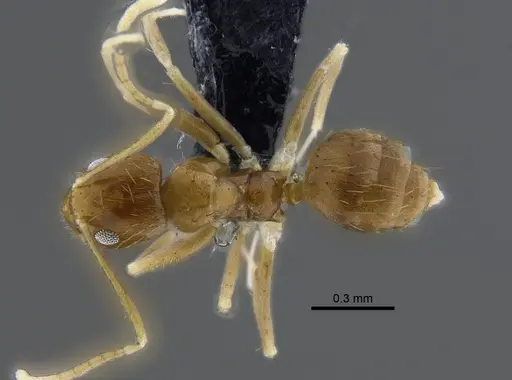 Nylanderia nodifera - CBUMAGENT41820