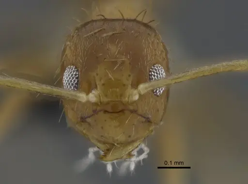 Nylanderia nodifera - CBUMAGENT41820