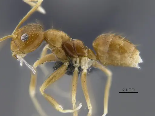 Nylanderia nodifera - CBUMAGENT41820