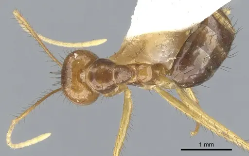 Nylanderia nuggeti specimen