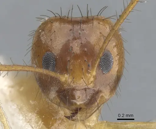 Nylanderia nuggeti specimen