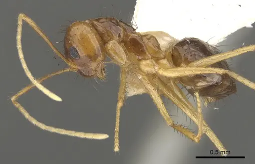 Nylanderia nuggeti specimen