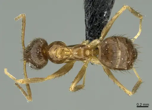 Nylanderia ogasawarensis specimen