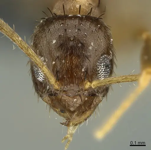 Nylanderia ogasawarensis specimen