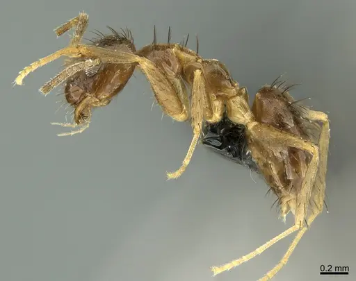 Nylanderia ogasawarensis specimen