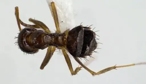 Nylanderia parvula specimen