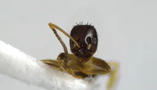 Nylanderia parvula specimen